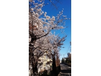 徒歩1分～東深沢中の桜～